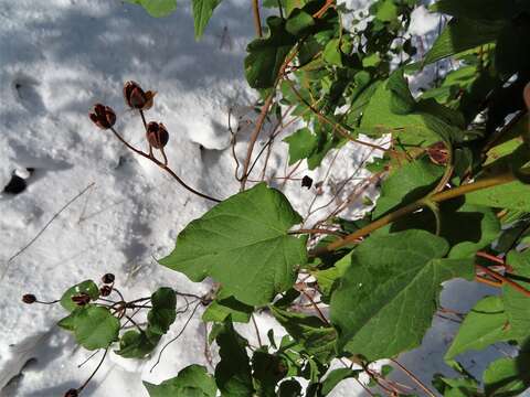 Image of Cistus populifolius L.