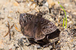 Image of Juvenal's Duskywing