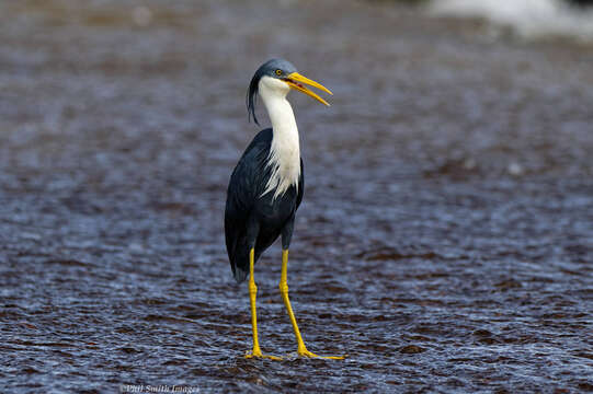 Imagem de Egretta picata (Gould 1845)