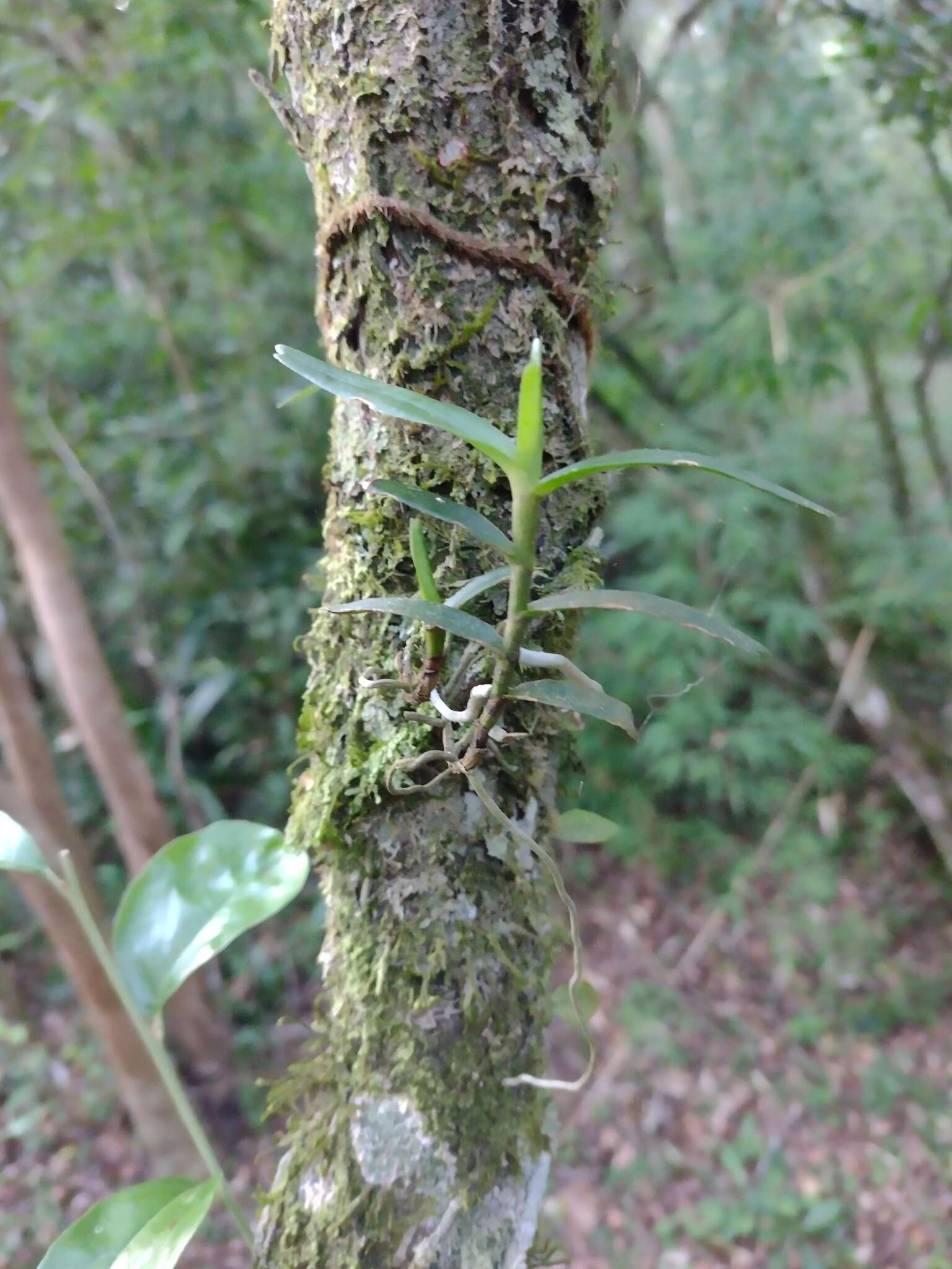 Imagem de Campylocentrum aromaticum Barb. Rodr.