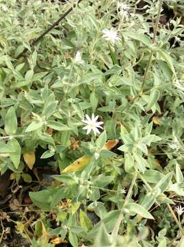 صورة Stellaria vestita Kurz