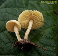 Image of Lepiota trichroma Montoya & Bandala 2006