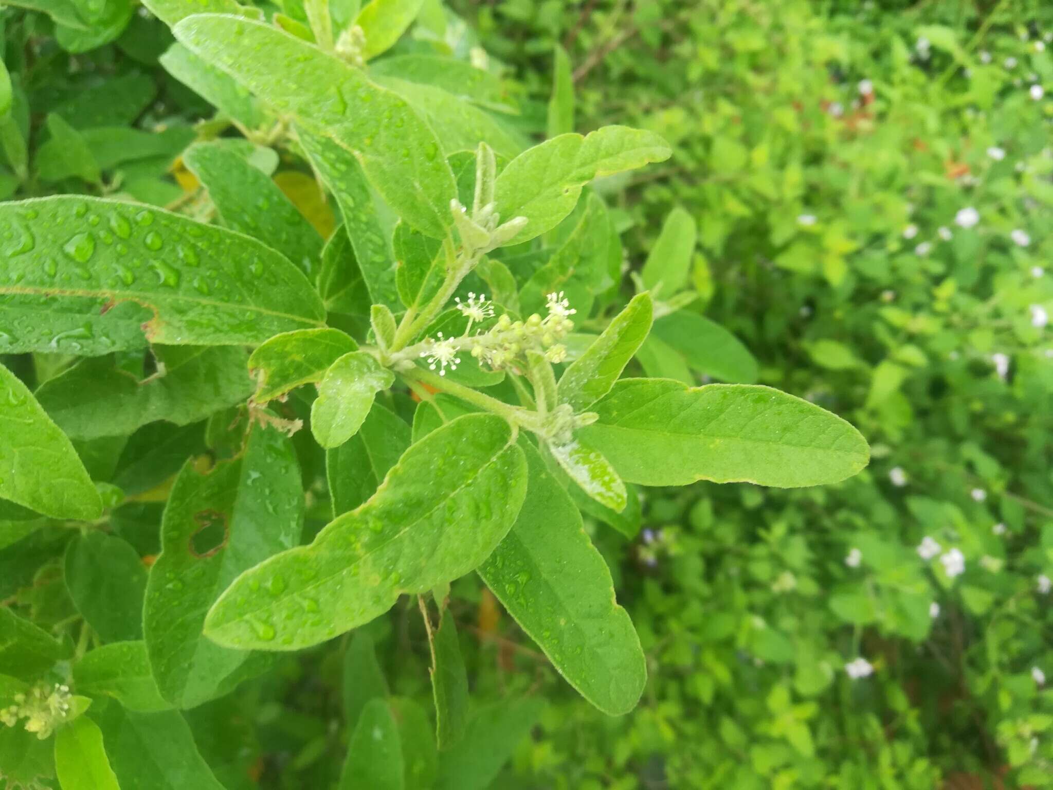 Image of Torrey's croton