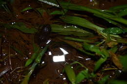 Image of Kempholey night frog