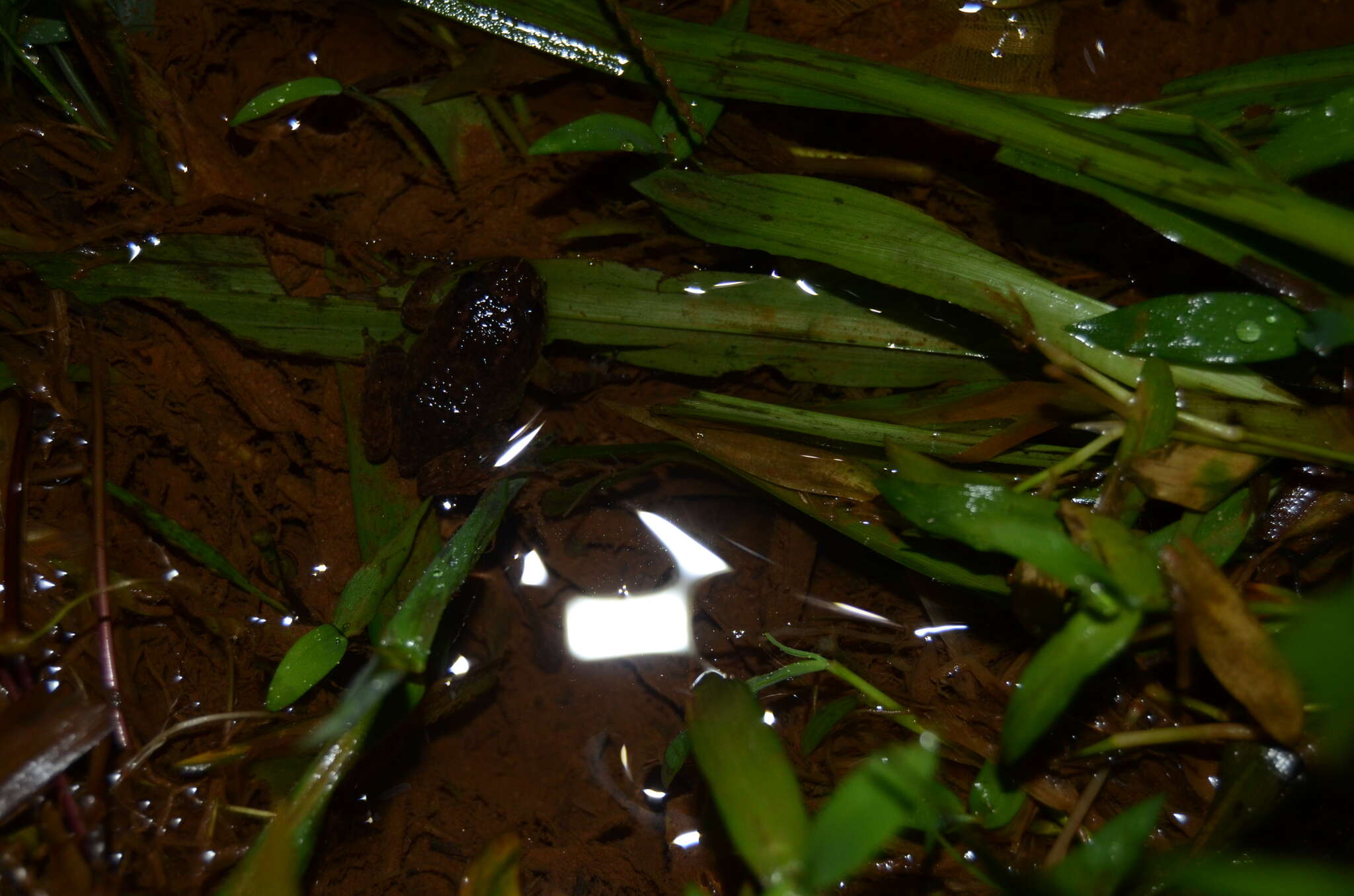 Image of Kempholey night frog