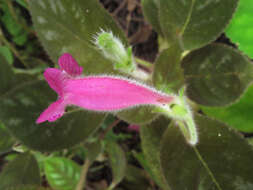 Imagem de Kohleria amabilis (Planch. & Linden) Fritsch