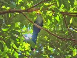 Image of Black-bellied Malkoha