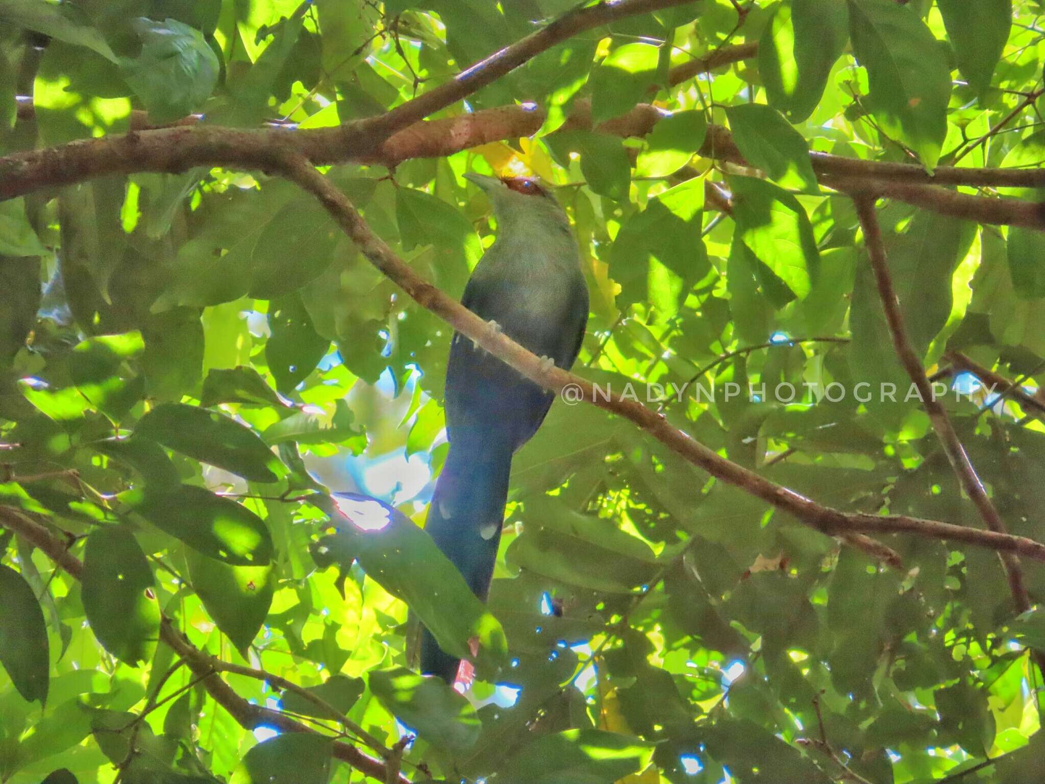 Image of Black-bellied Malkoha