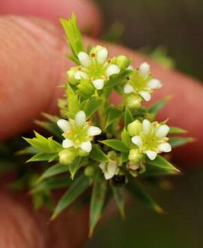 Image of Diosma aristata I. Williams