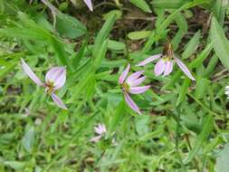 Imagem de Lobelia chinensis Lour.