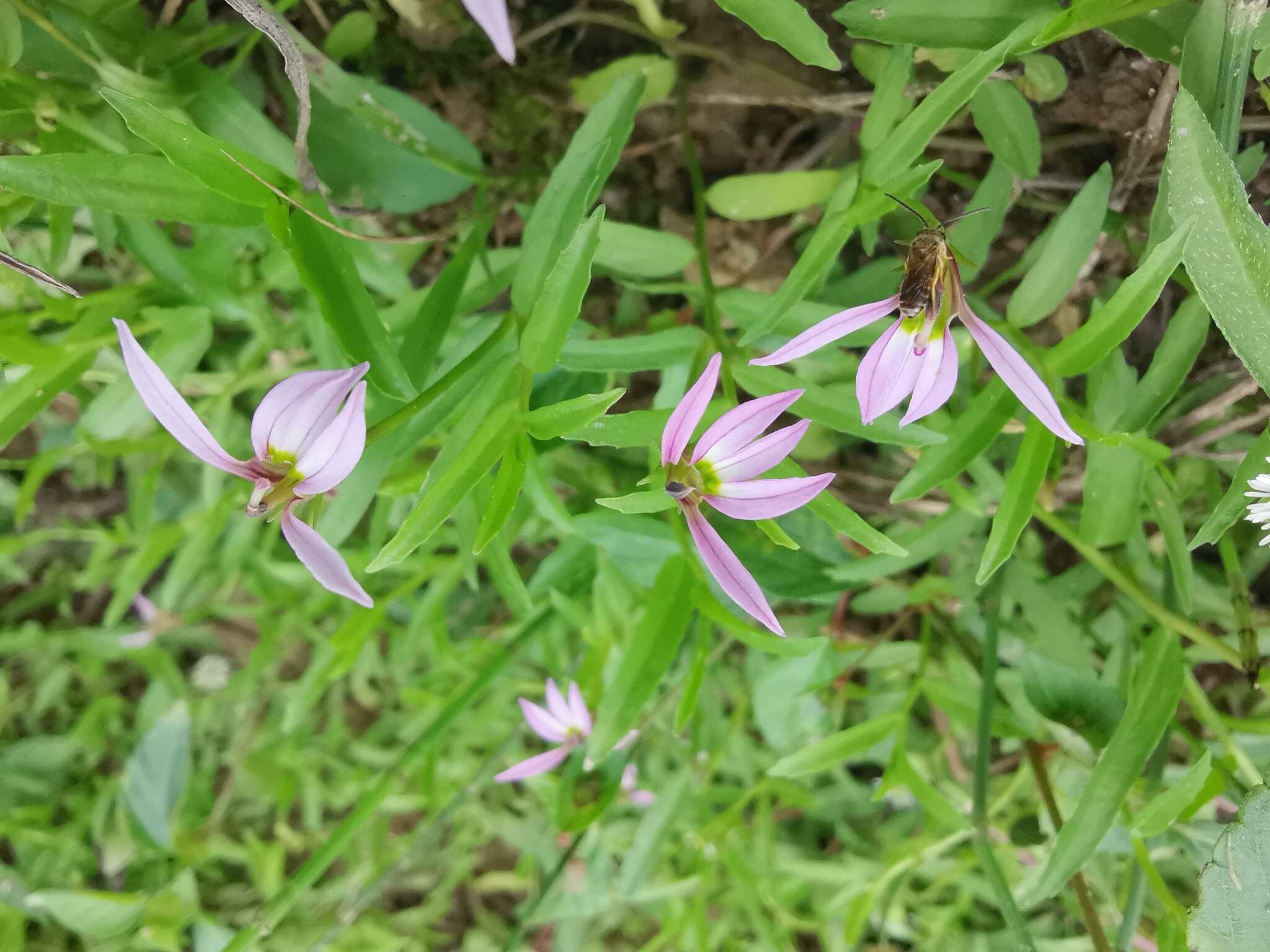 Image of Chinese lobelia