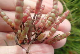 Image of Salicornia meyeriana Moss
