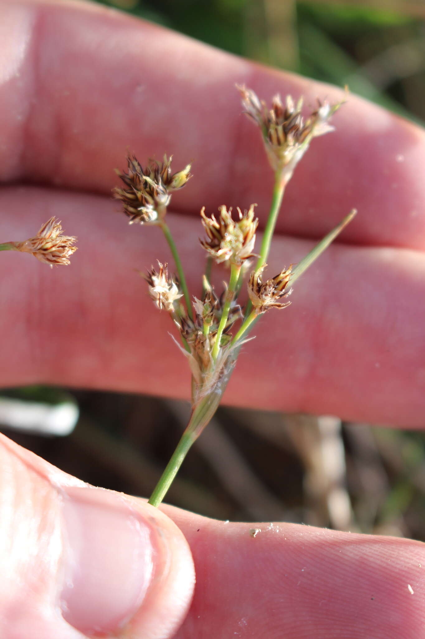 Image of Luzula banksiana var. orina Edgar