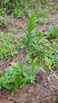 Image of gentian beardtongue