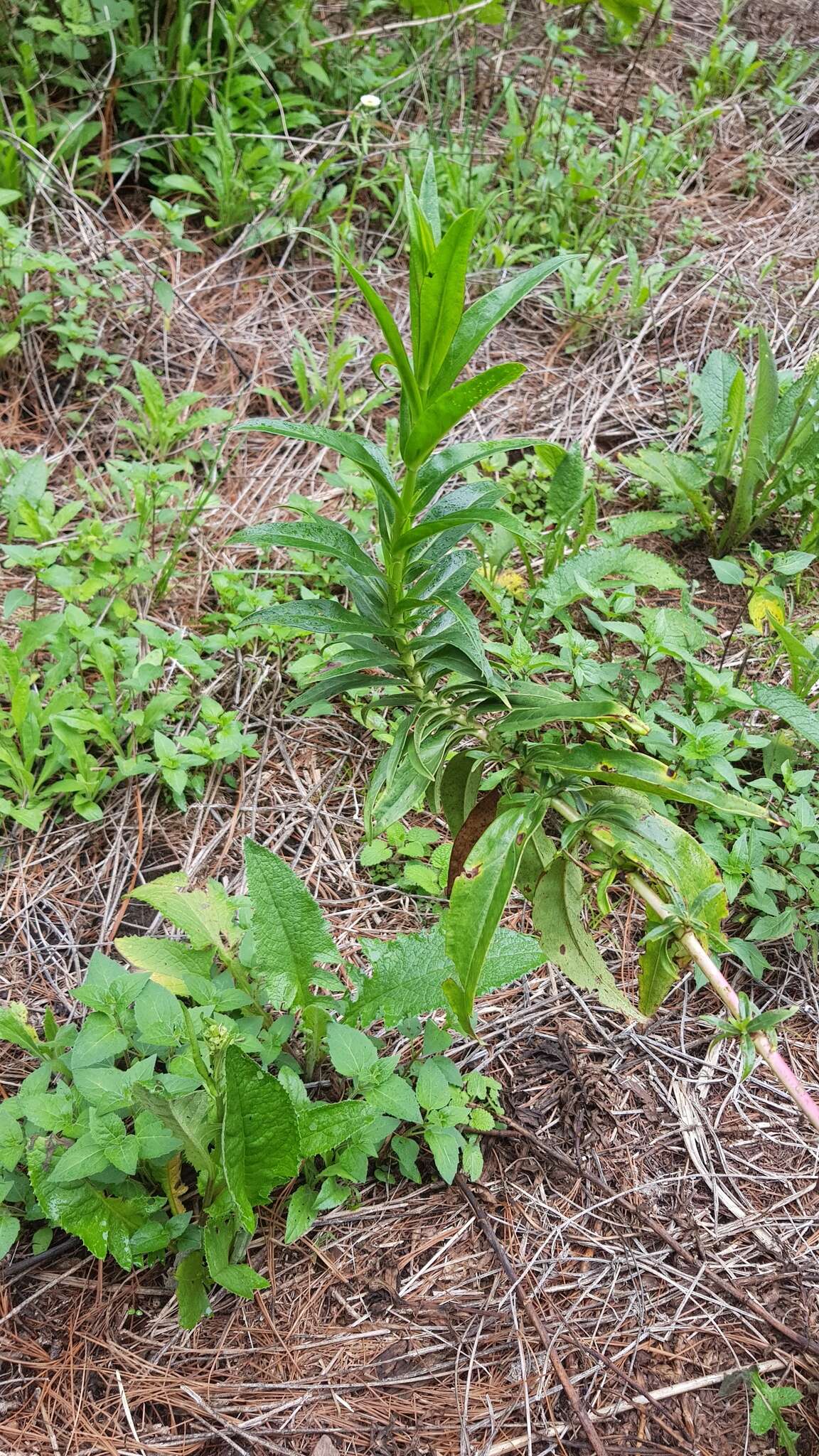 Penstemon gentianoides (Kunth) Poir.的圖片