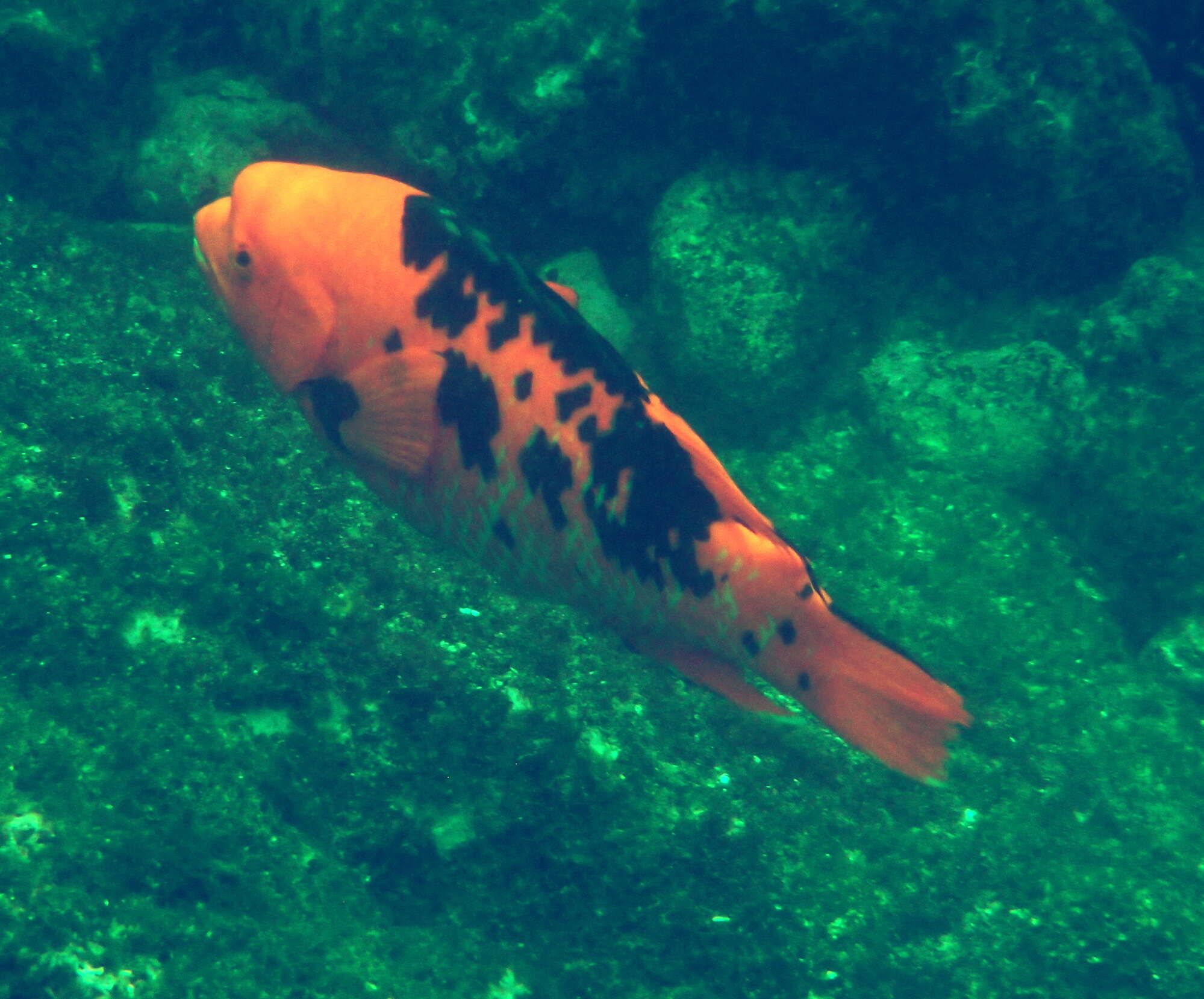 Image of Harlequin wrasse