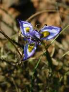 Plancia ëd Moraea fergusoniae L. Bolus