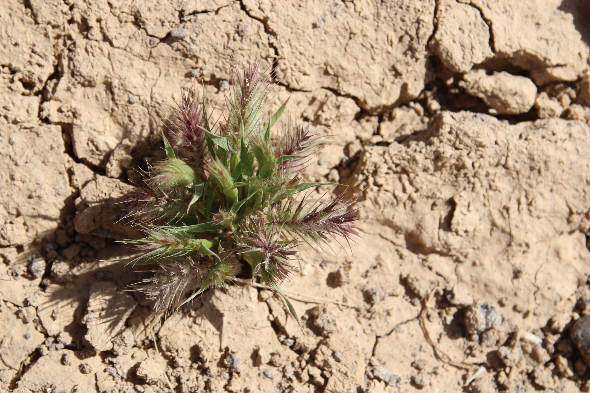 Image of Heteranthelium piliferum (Sol.) Hochst. ex Jaub. & Spach