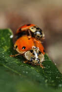 صورة Adalia decempunctata (Linnaeus 1758)