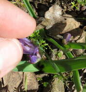 Image of starflower brodiaea