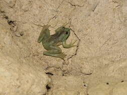 Image of Uruguay Harlequin Frog