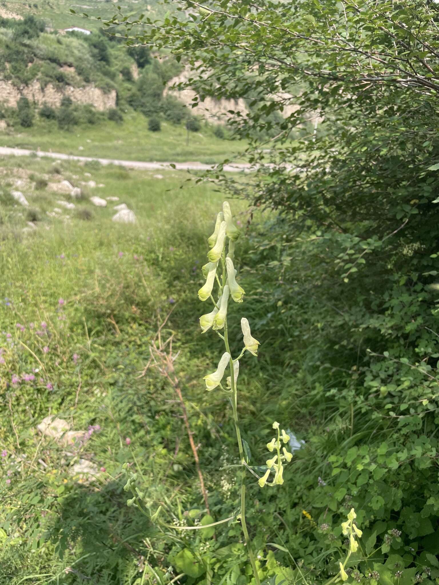 Слика од Aconitum barbatum var. puberulum Ledeb.