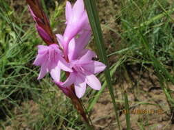 Image of Watsonia confusa Goldblatt