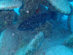 Image of Comb Grouper