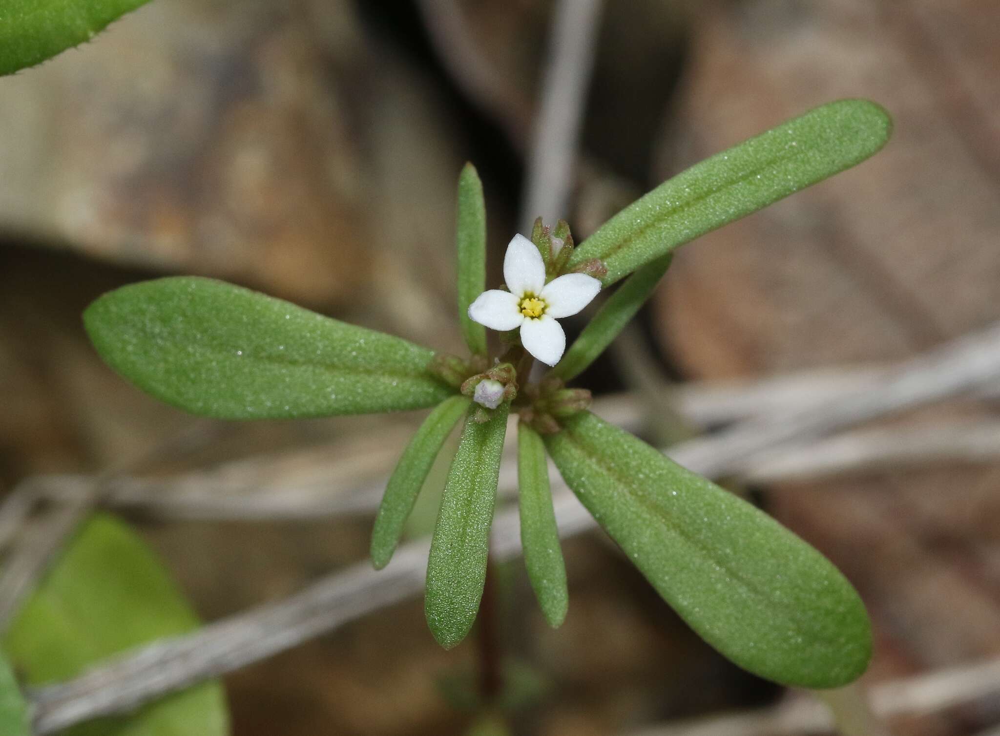 Image of Greene's starviolet