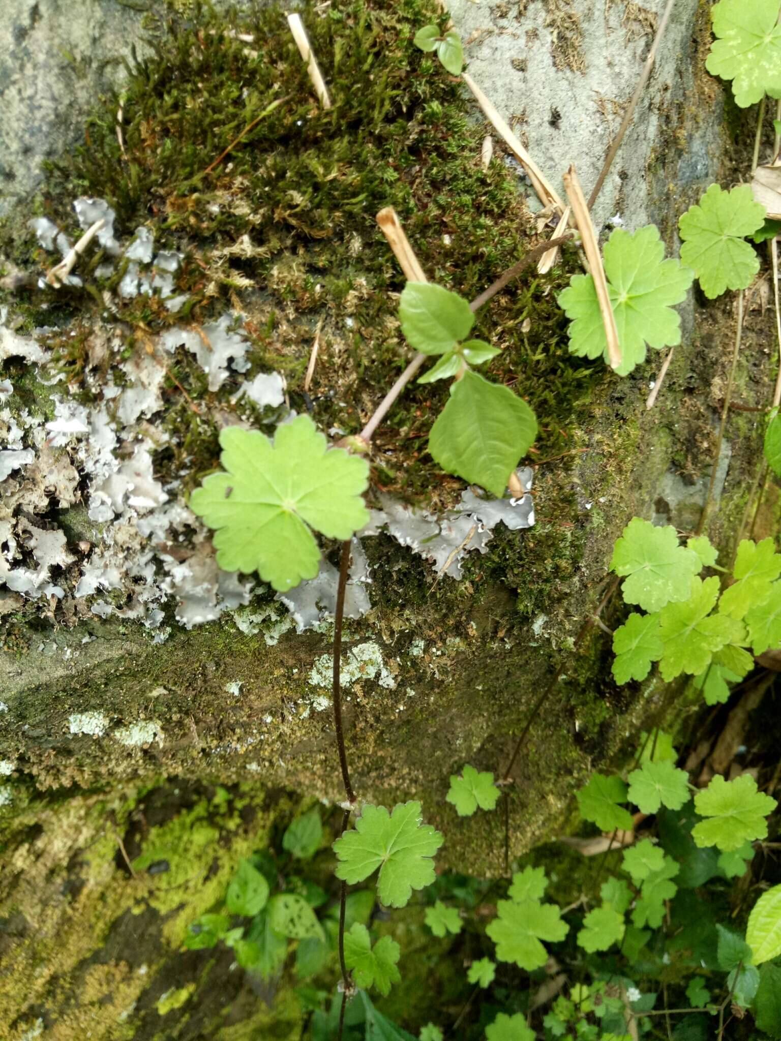 Imagem de Hydrocotyle nepalensis Hook.