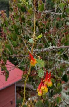 Image of Tropaeolum emarginatum Turcz.