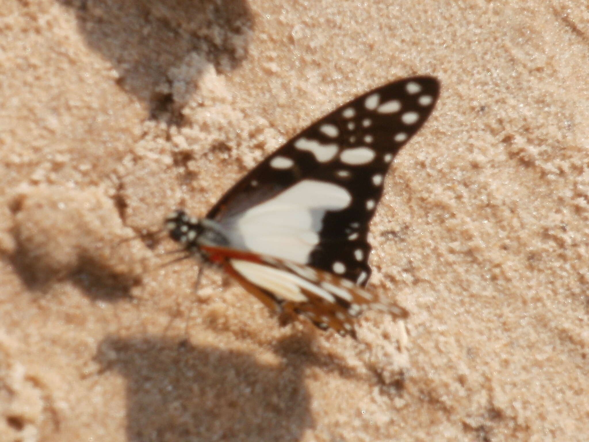 <i>Graphium <i>angolanus</i></i> angolanus resmi