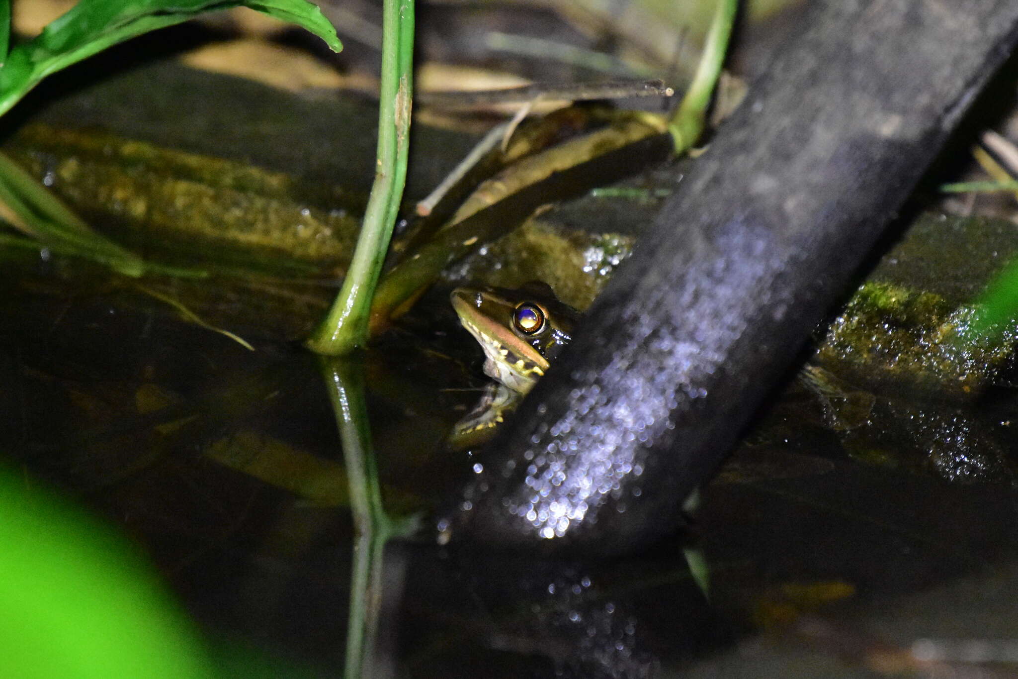 Image of Guenther's Amoy Frog