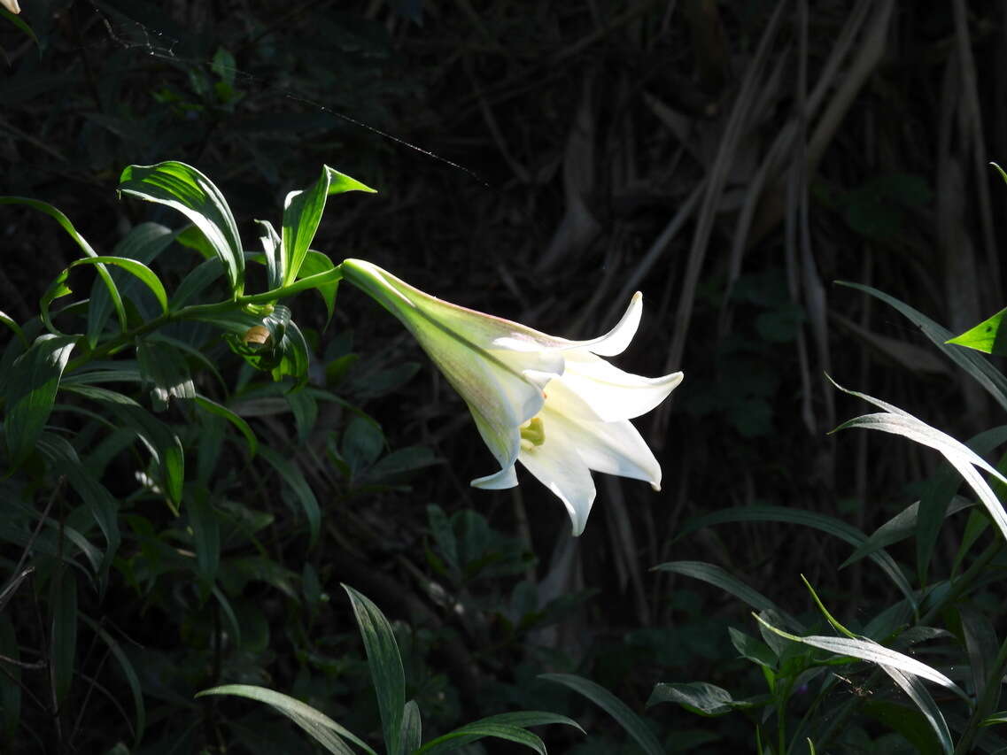 Image of Chinese Lily