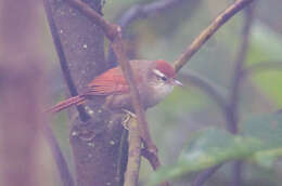 Image of Fraser's Spinetail