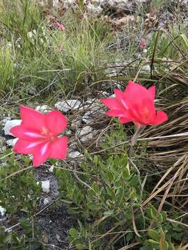 Plancia ëd Gladiolus carmineus C. H. Wright