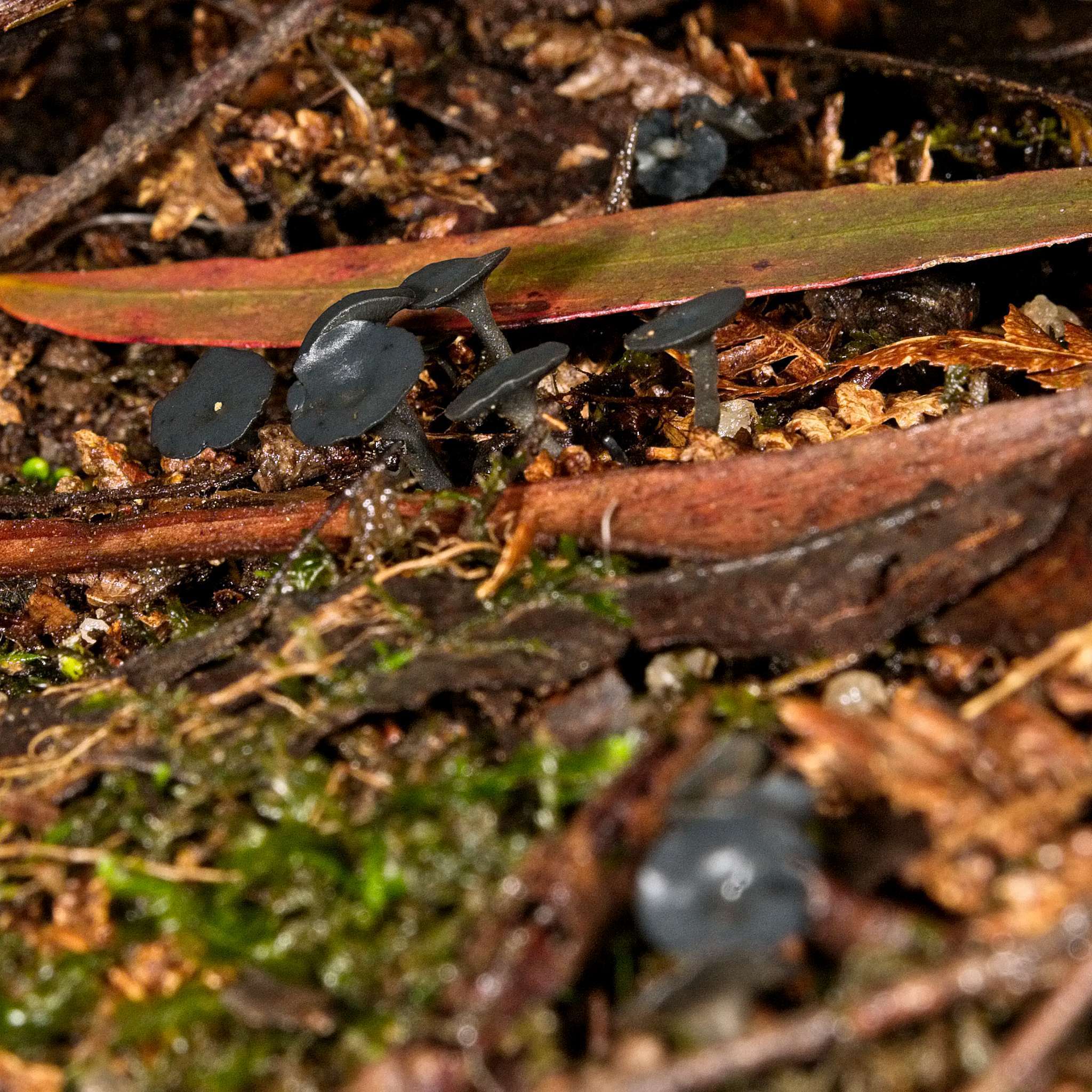 Image of Lanzia lanaripes (Dennis) Spooner 1987