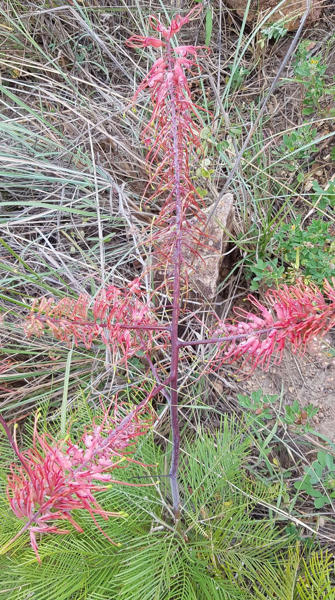 Image of Grevillea dryandri subsp. dryandri