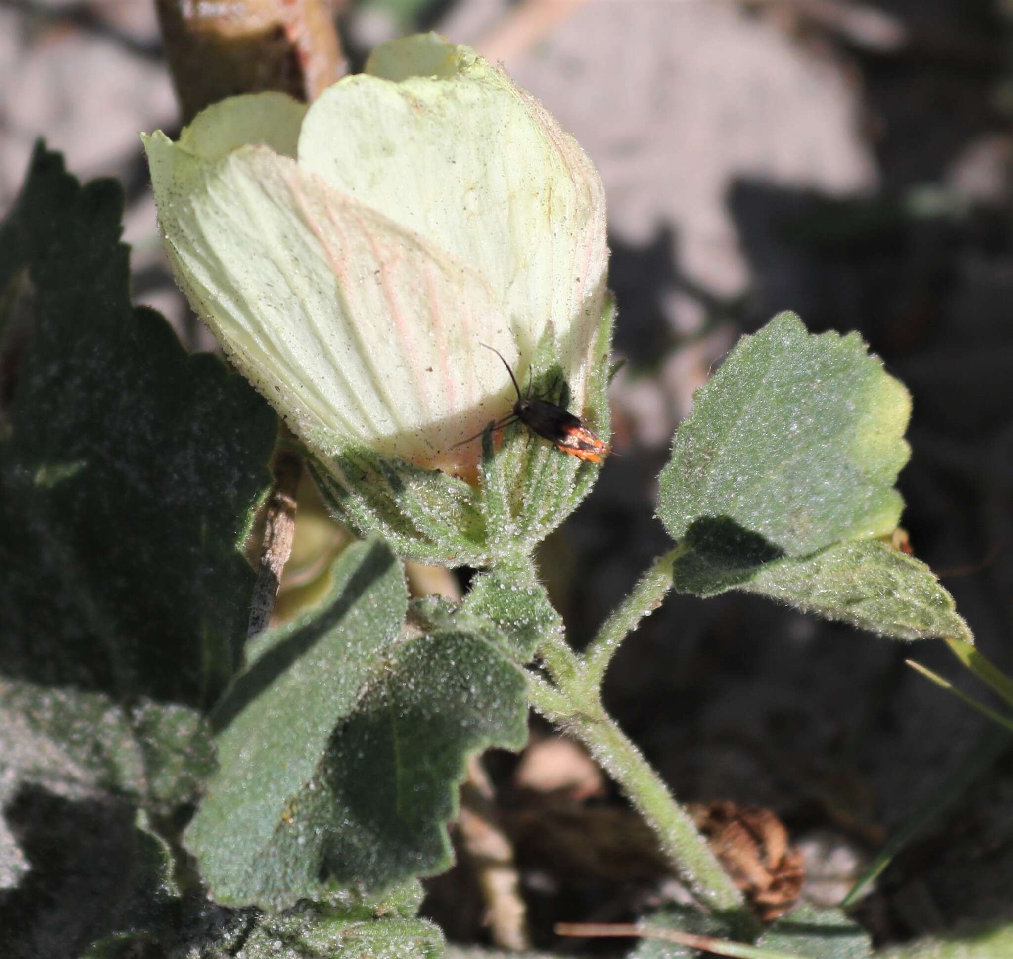 Слика од Pavonia senegalensis (Cav.) Leistn.