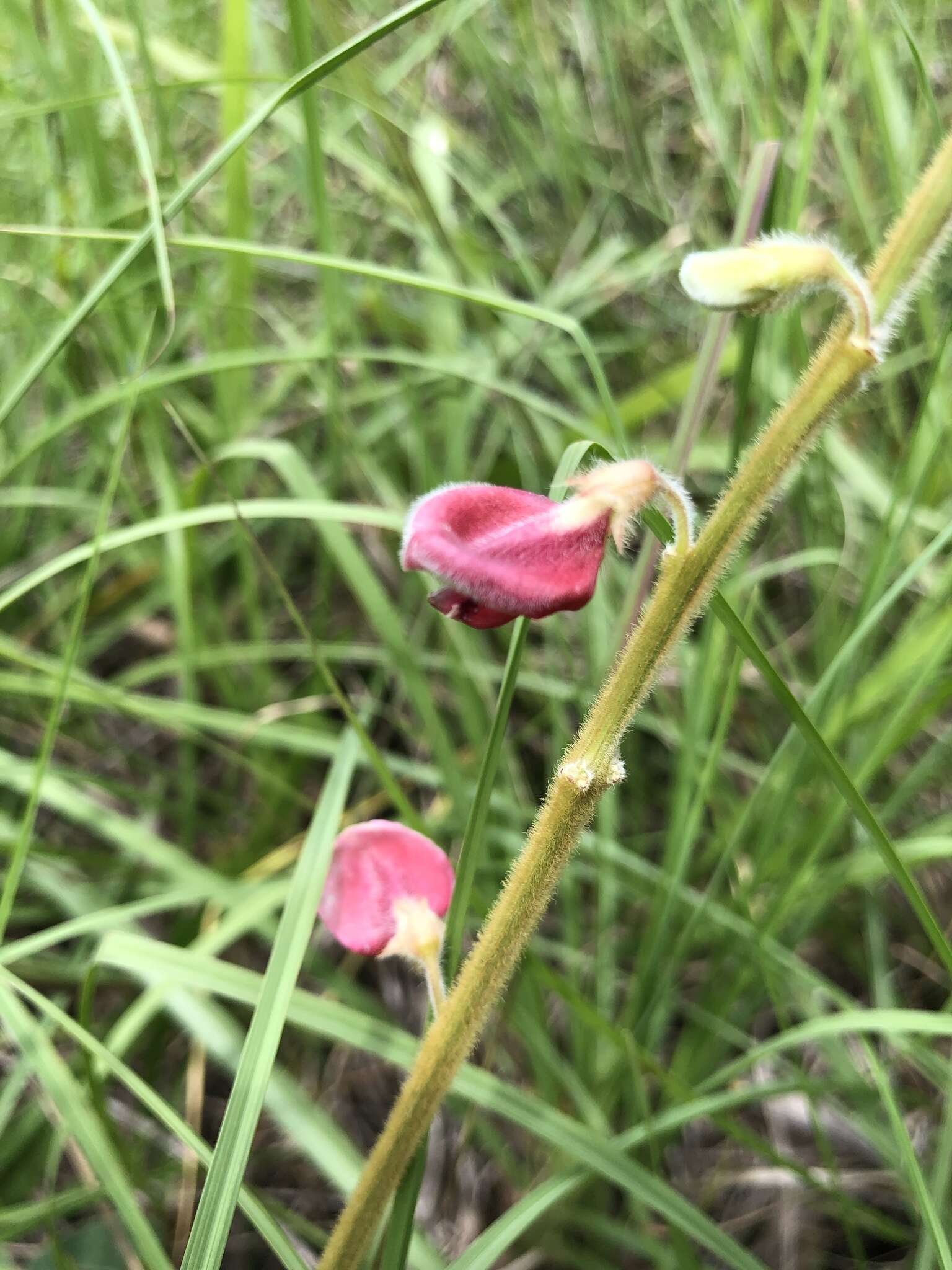 Tephrosia onobrychoides Nutt.的圖片