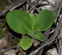 Image of Primula palinuri Pet.