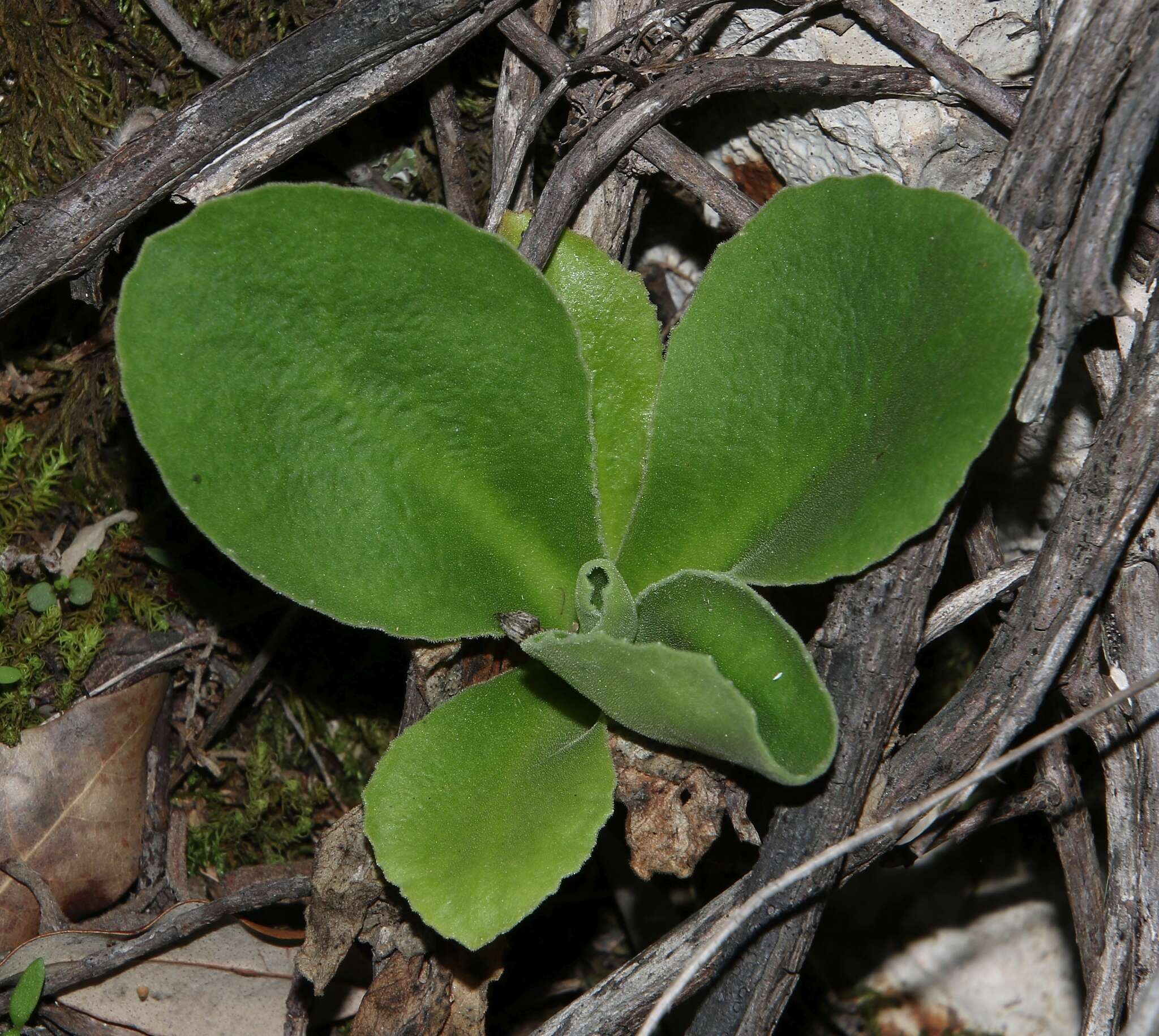 Primula palinuri Pet. resmi