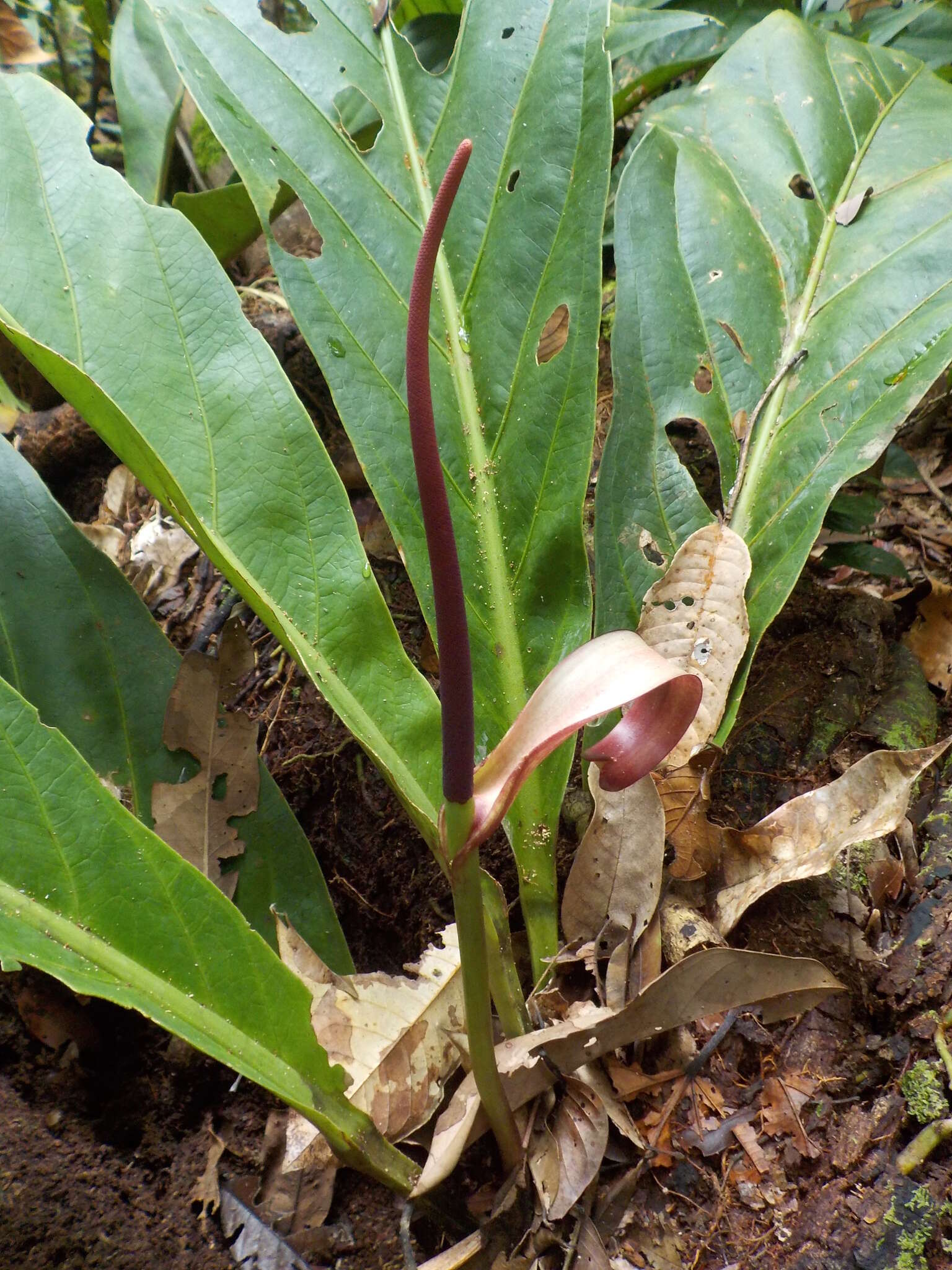 Image of Anthurium bonplandii G. S. Bunting