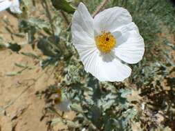 Image of flatbud pricklypoppy