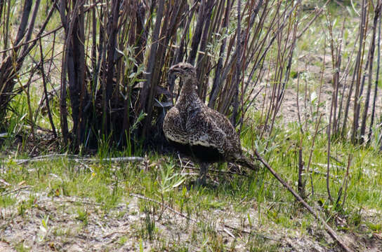 Image of Gunnison sage-grouse; greater sage-grouse