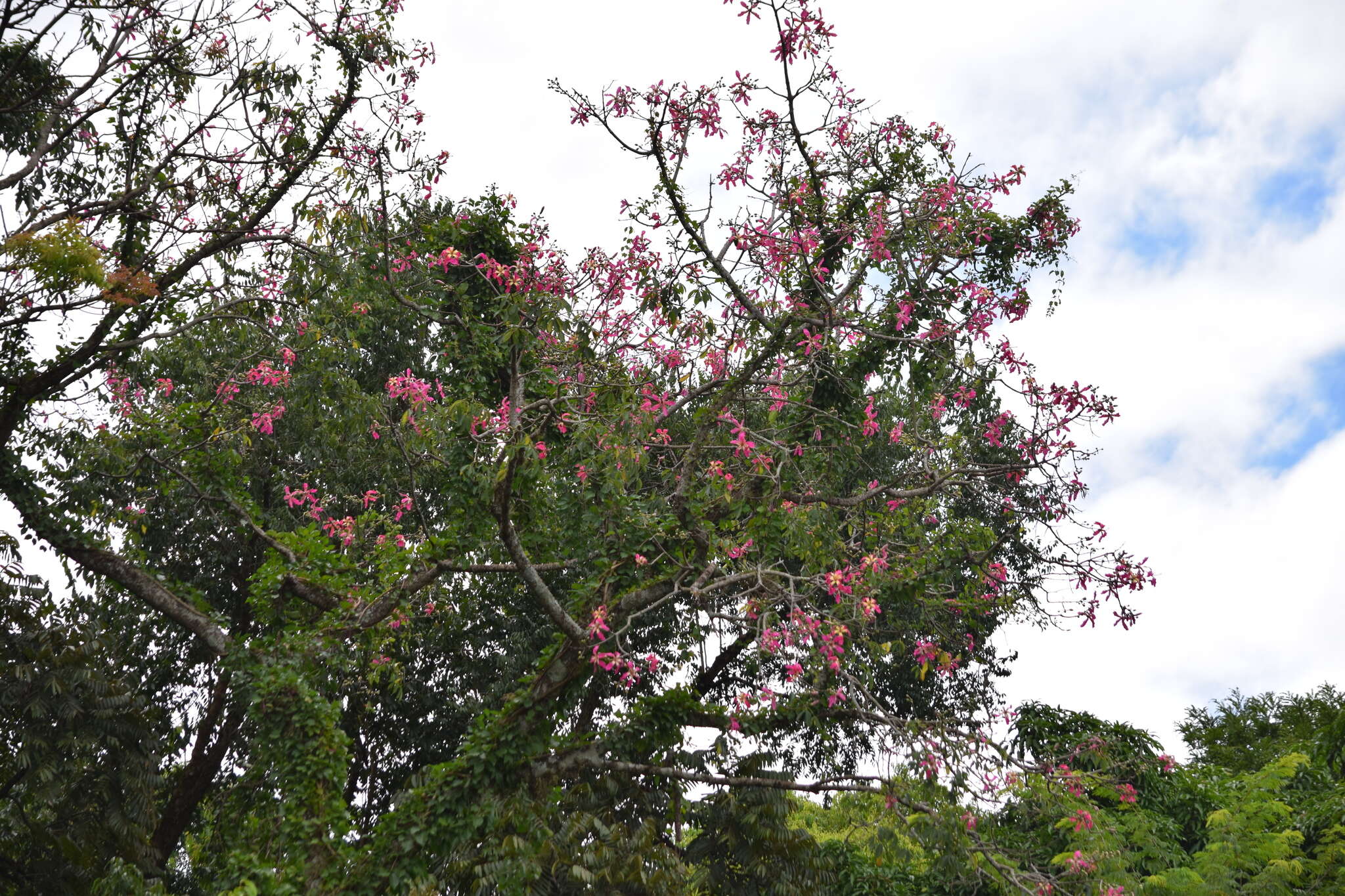 Image of Ceiba speciosa (A. St.-Hil., A. Juss. & Cambess.) P. Ravenna