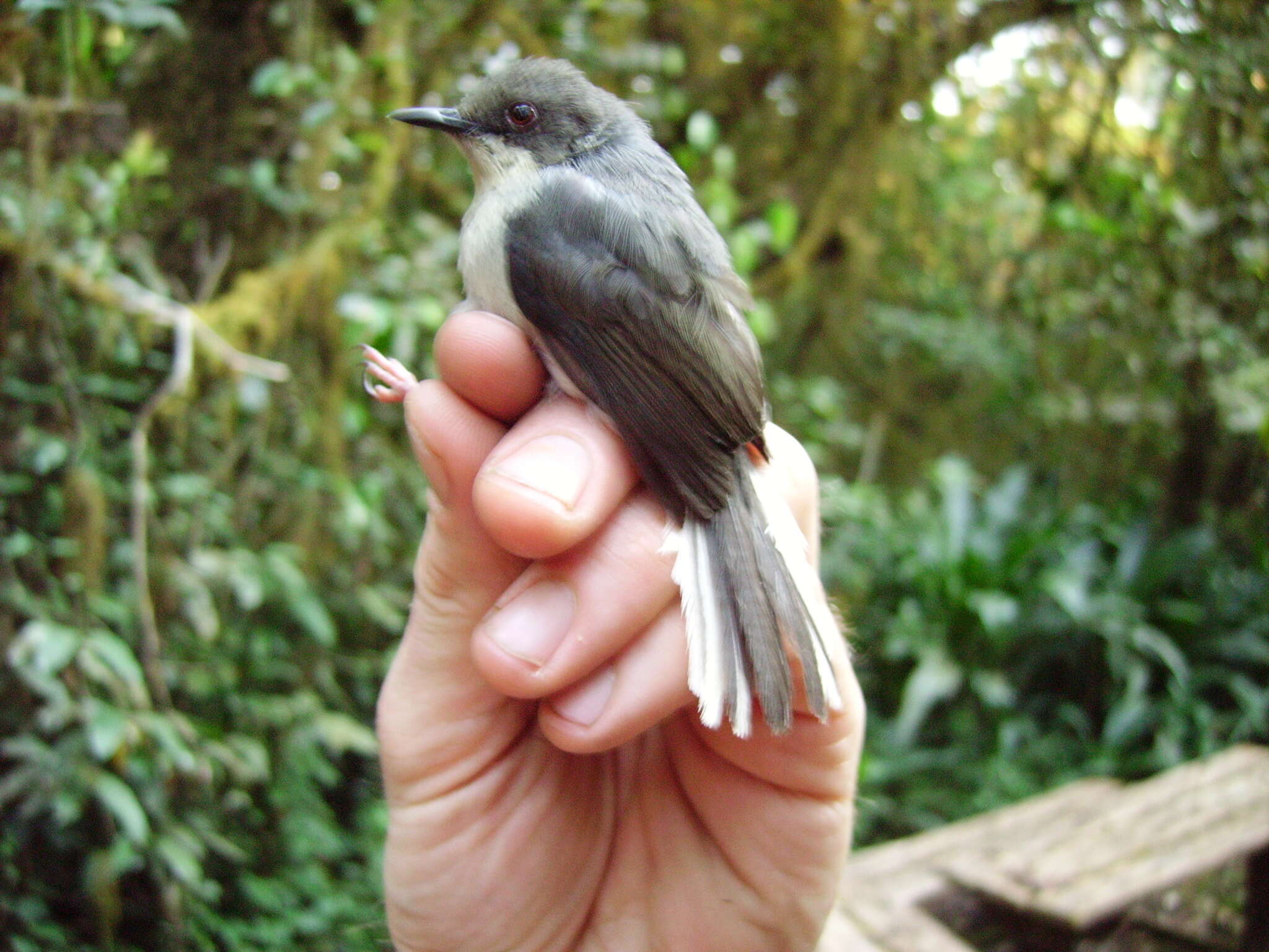 Image of Grey Apalis