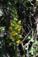 Image of Gavilea odoratissima Poepp.