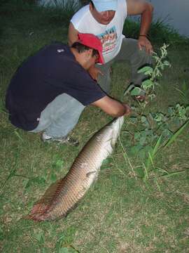 Image of Arapaima