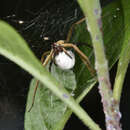 Image of Pisaura bicornis Zhang & Song 1992